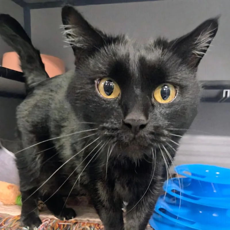 An adult small-sized male Black Domestic Long Hair cat named Totoro for adoption in Sheridan, WY