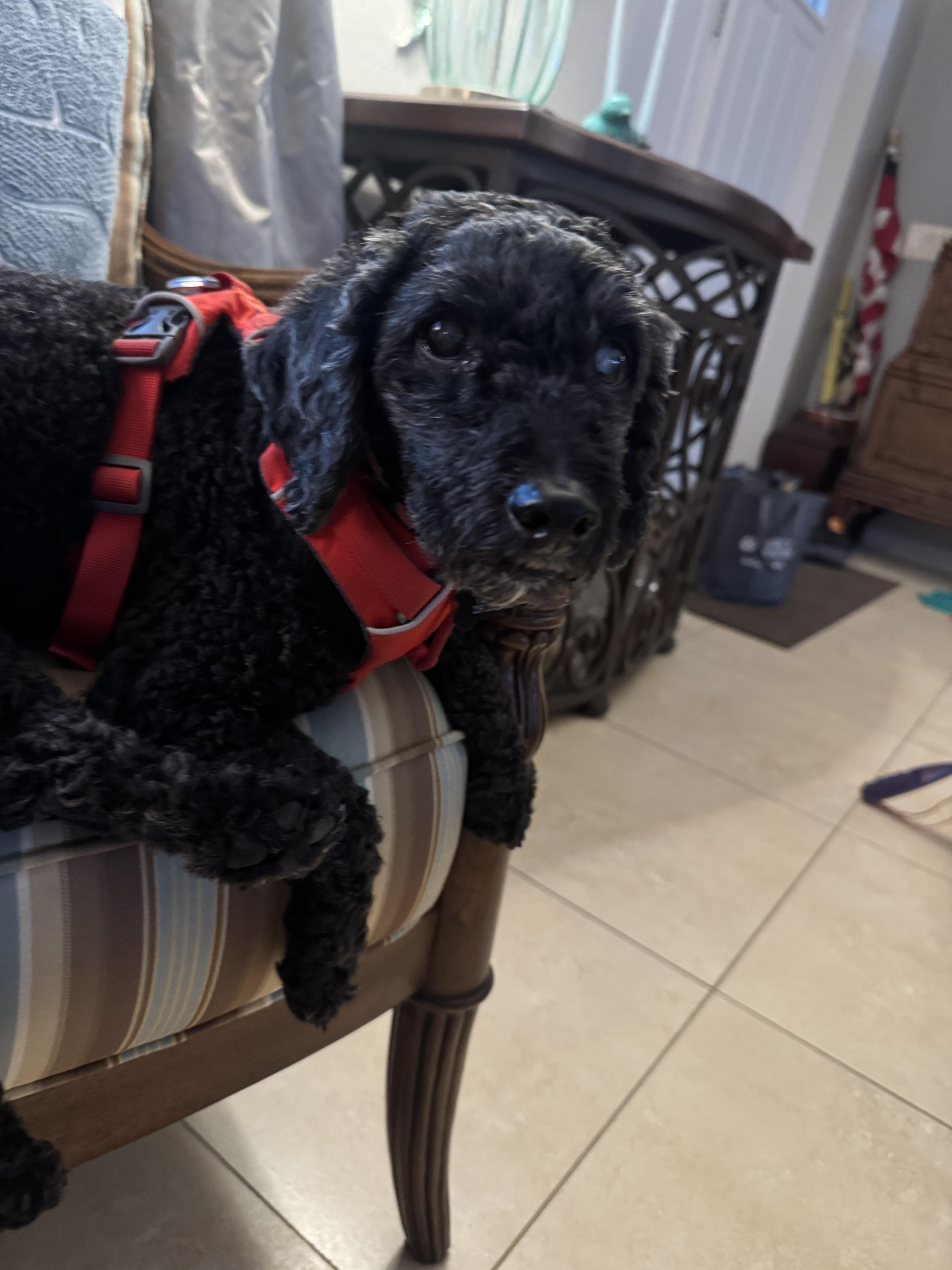 An adult small-sized male Cockapoo dog named Shadow for adoption in Cape Coral, FL