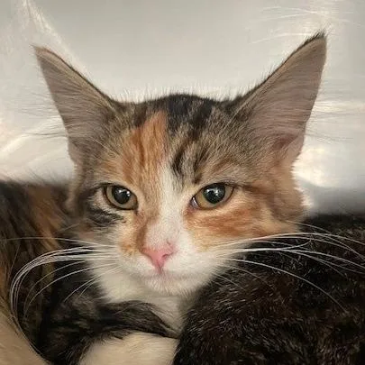 A baby small-sized female Calico Domestic Medium Hair cat named Hazel for adoption in Hawthorne, CA