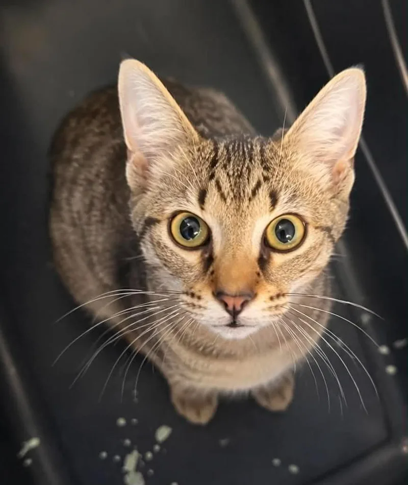 A baby large-sized male Domestic Short Hair cat named Danni for adoption in Columbia, TN