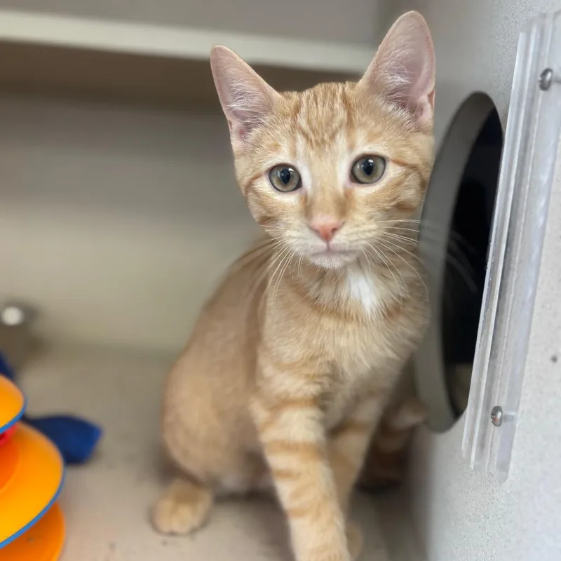 A baby small-sized male Orange / Red Domestic Short Hair cat named Tonka for adoption in Marshalltown, IA