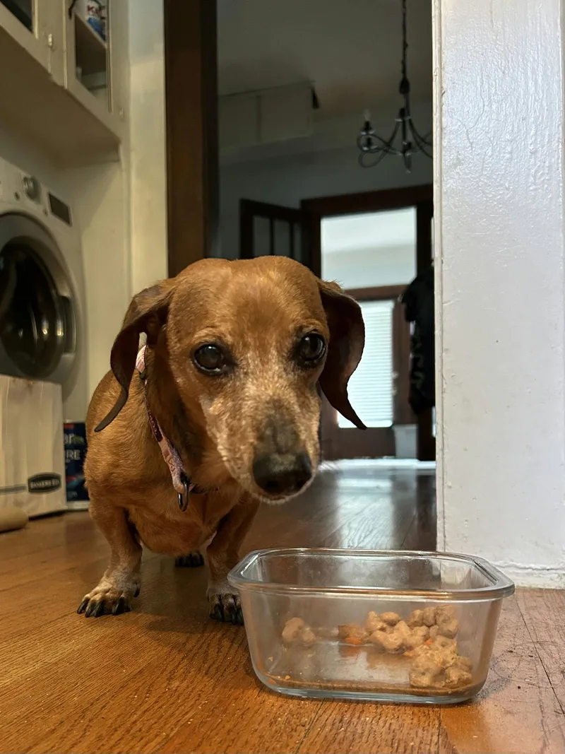 A senior small-sized female Dachshund dog named Molly for adoption in Jacksonville, FL