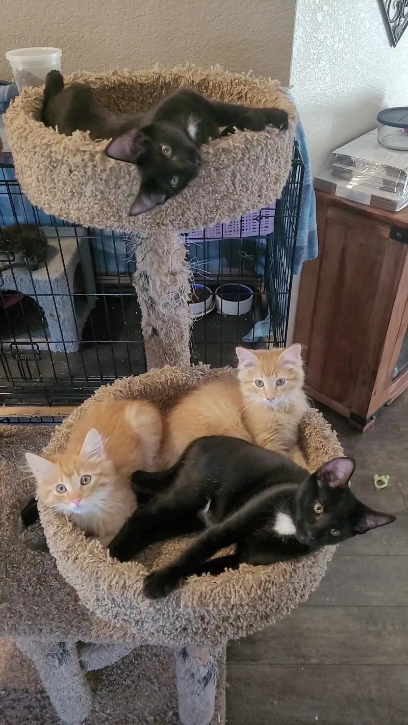A baby small-sized male Tabby (Orange / Red) Domestic Long Hair cat named Sun Babies X for adoption in Escalon, CA