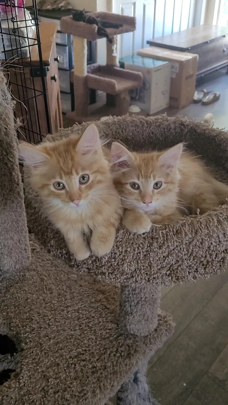 Sun Babies X thumbnail 2