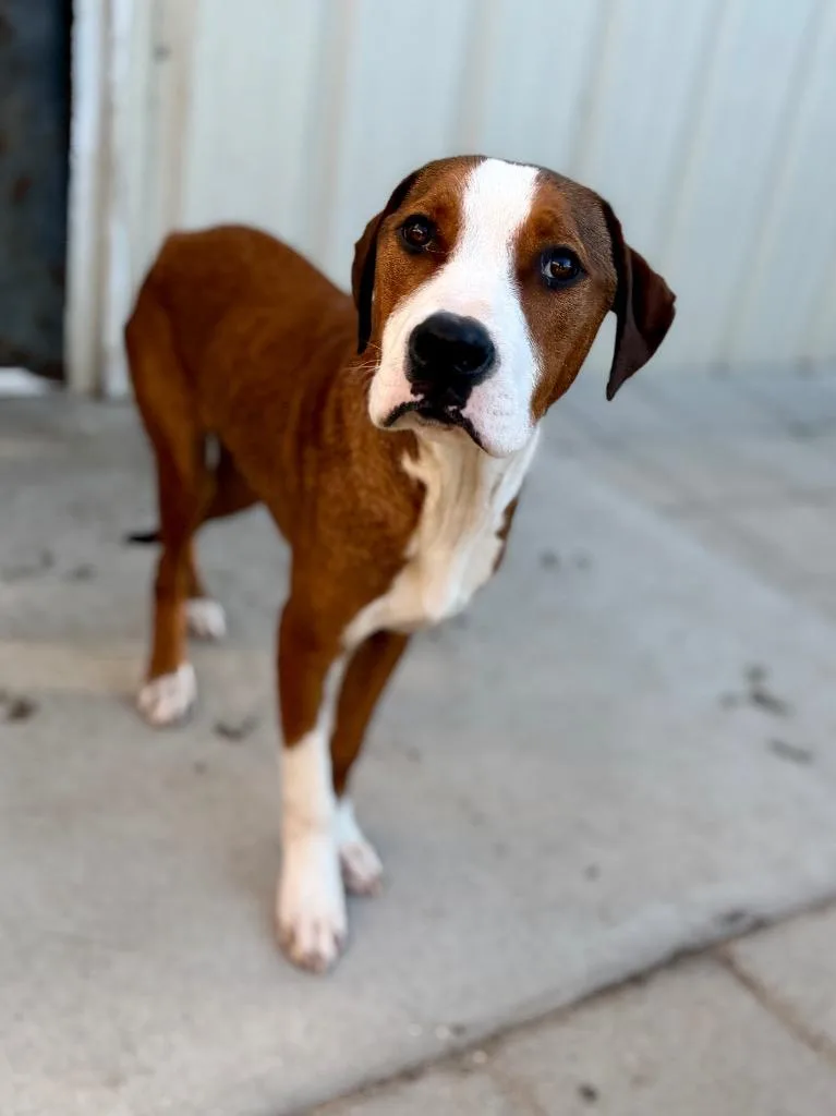 A young medium-sized male Foxhound dog named Corey for adoption in Muskegon, MI