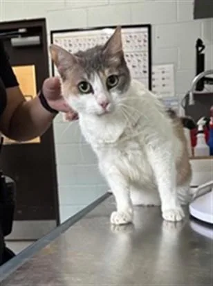 An adult small-sized female Domestic Short Hair cat named Angel for adoption in Corpus Christi, TX