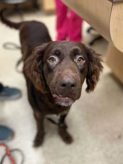 An adult large-sized female Mixed Breed dog named Piglet for adoption in Munster, IN