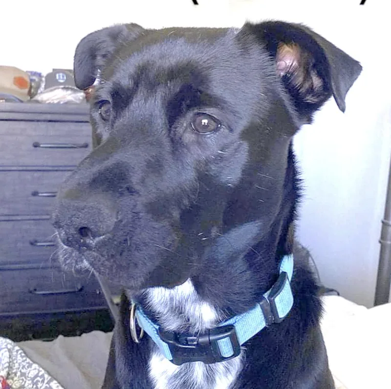 An adult medium-sized male Black Labrador Retriever dog named Tapper for adoption in Longview, TX