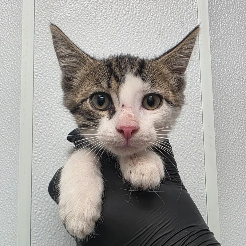 A baby small-sized male Brown / Chocolate Domestic Short Hair cat named Lumos for adoption in Abilene, TX