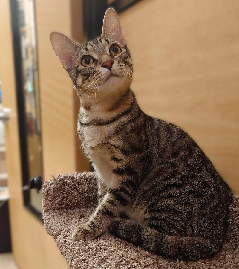 A young medium-sized male Tabby cat named Theo for adoption in Fort Myers, FL