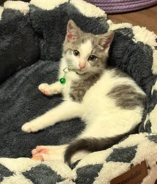 A baby medium-sized male Domestic Short Hair cat named Stormy for adoption in La Porte, IN