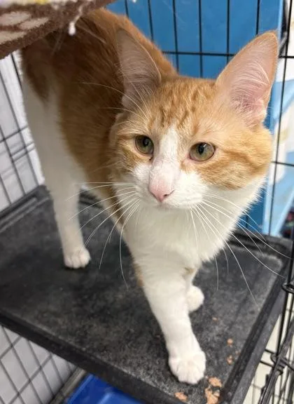 An adult medium-sized male Orange & White Domestic Long Hair cat named Tyrion for adoption in Plano, TX