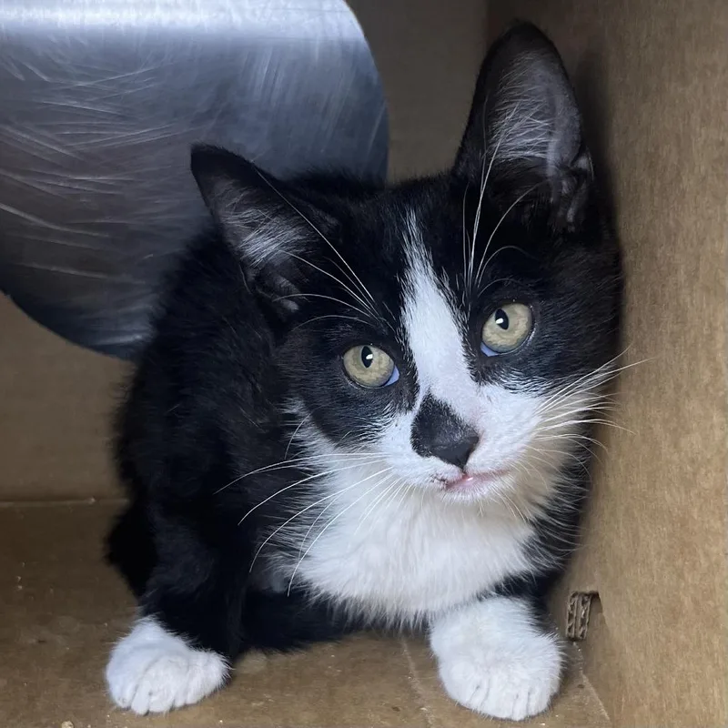 A baby small-sized male Domestic Short Hair cat named Lucky for adoption in Palm Springs, CA