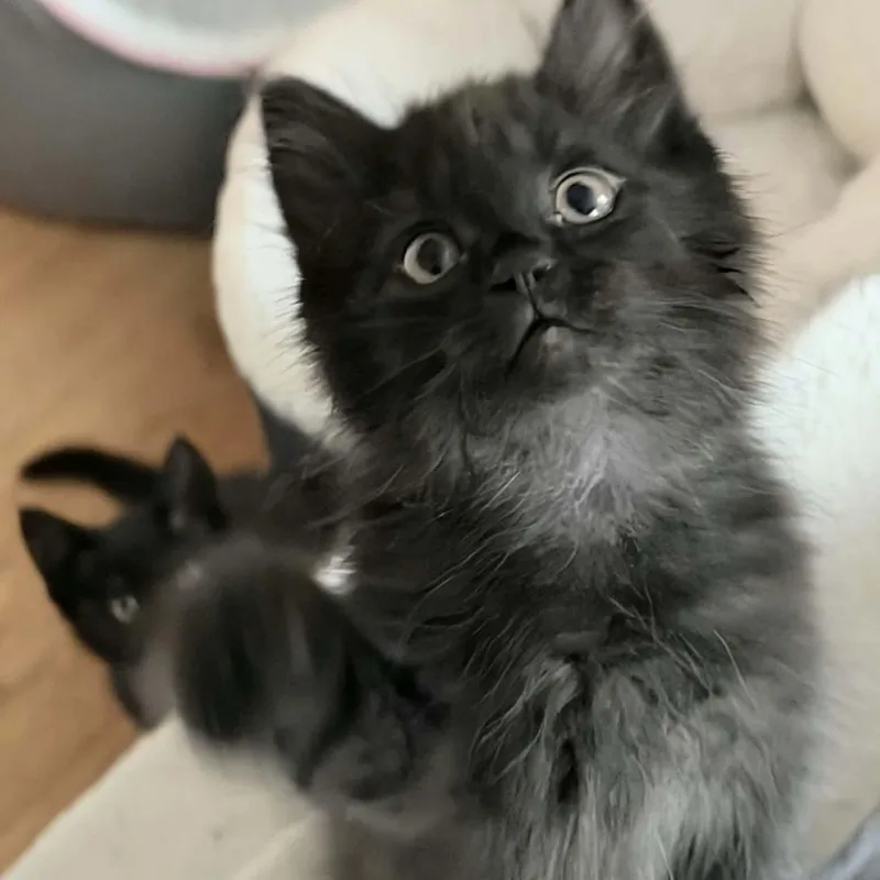 A baby small-sized male Smoke Domestic Long Hair cat named Nebula for adoption in Gladstone, OR