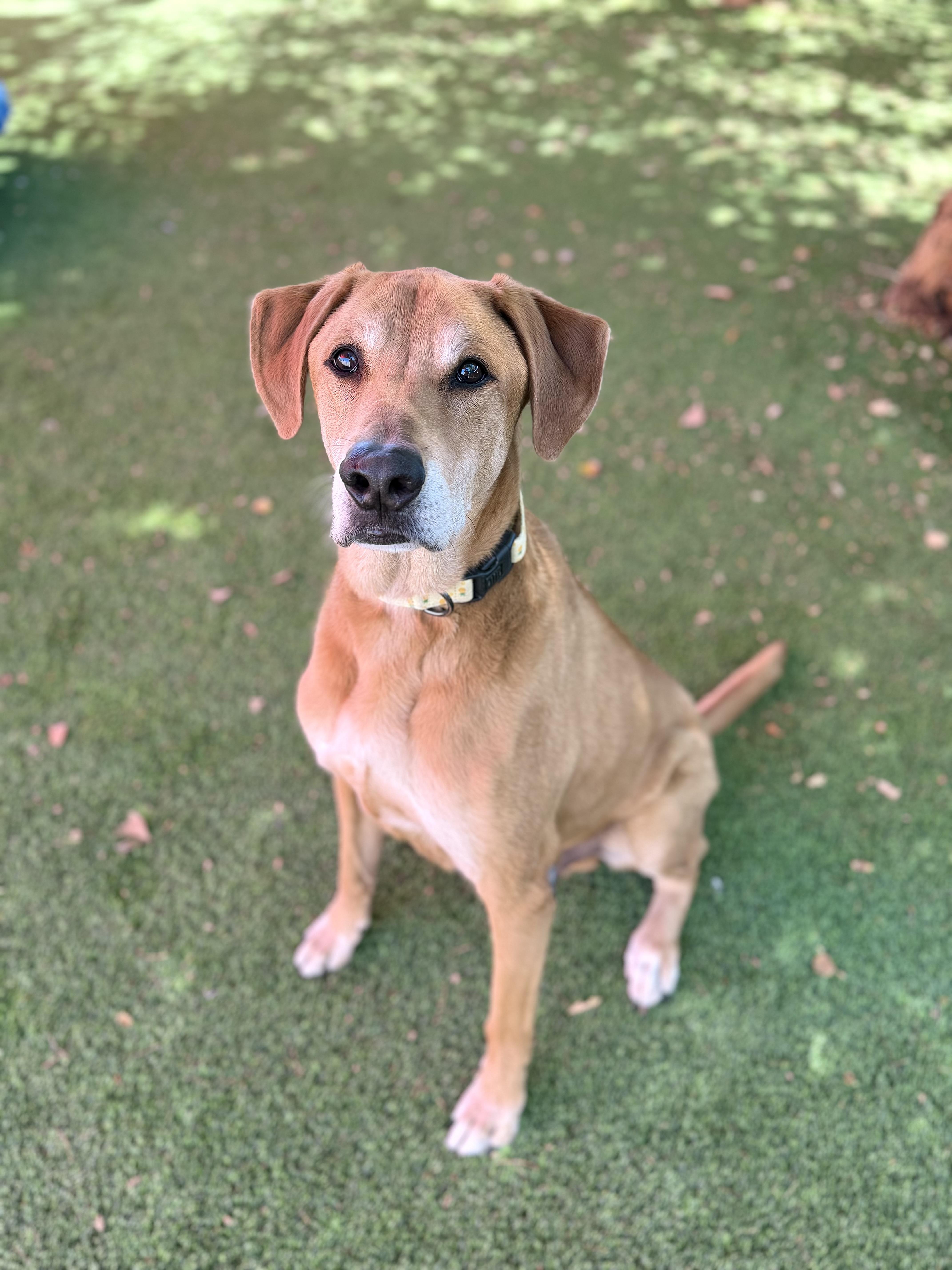 A senior large-sized male Apricot / Beige English Coonhound dog named Mort for adoption in Glendale, AZ