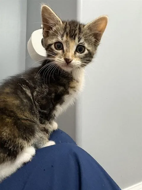 A baby small-sized female Domestic Short Hair cat named Sprinkle for adoption in Omaha, NE