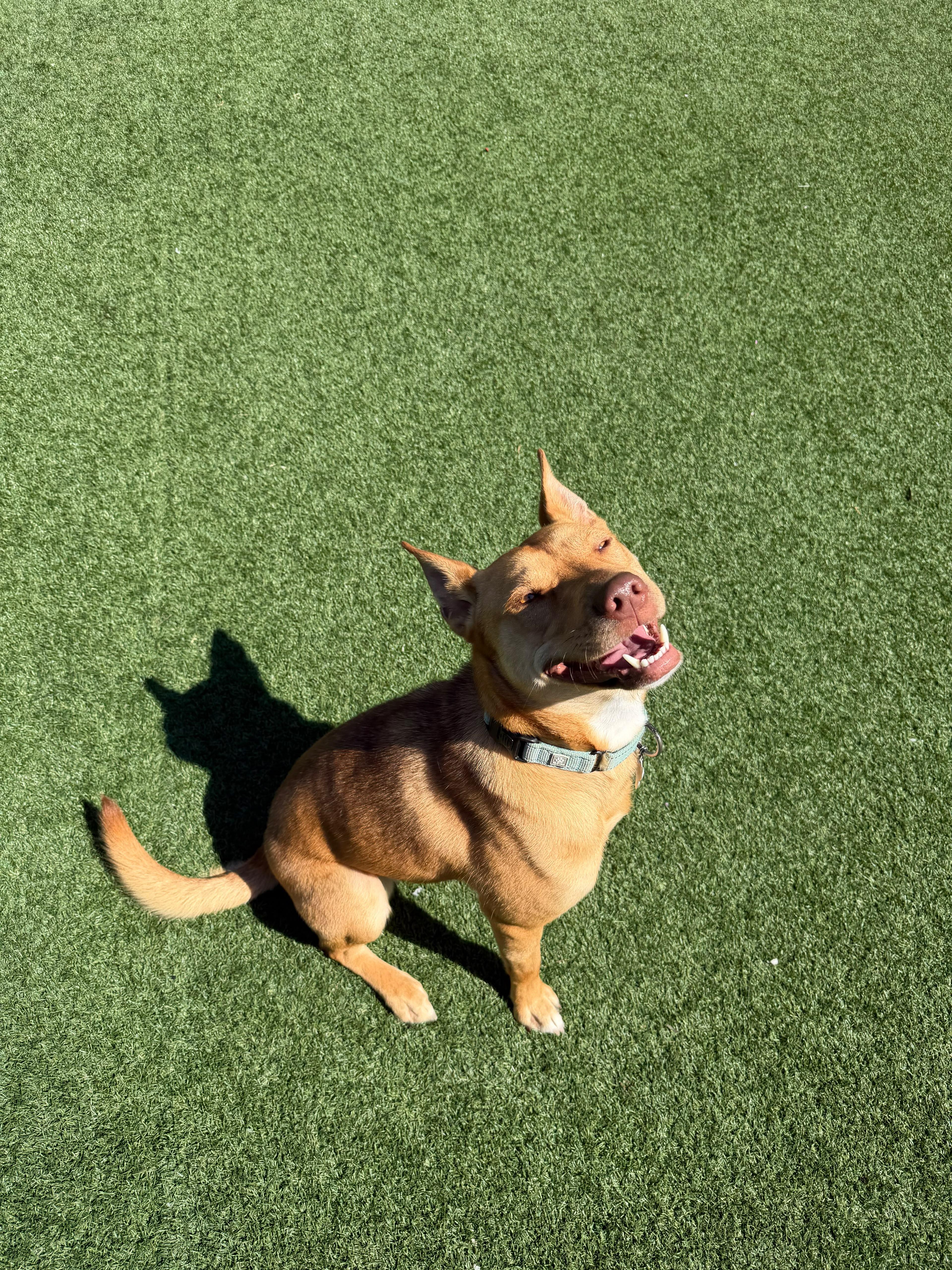 A young medium-sized female Husky dog named Mary Jay for adoption in Houston, TX