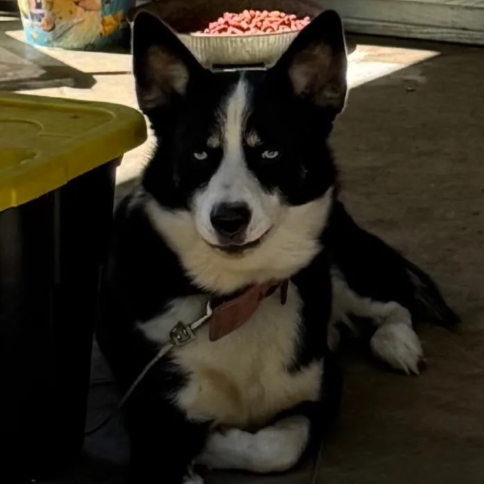 An adult medium-sized male Black Husky dog named Blue for adoption in Birmingham, AL