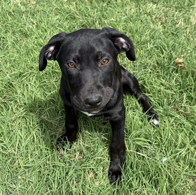 A baby medium-sized female Black Pit Bull Terrier dog named Poppy for adoption in Shawnee, OK