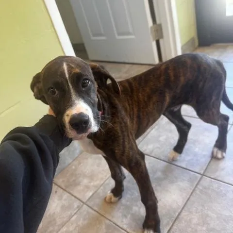 A baby medium-sized male Boxer dog named Ricko for adoption in Clayton, GA