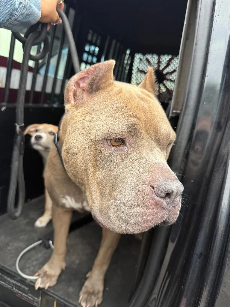 An adult large-sized female American Staffordshire Terrier dog named Esmeralda Took for adoption in Rockport, TX