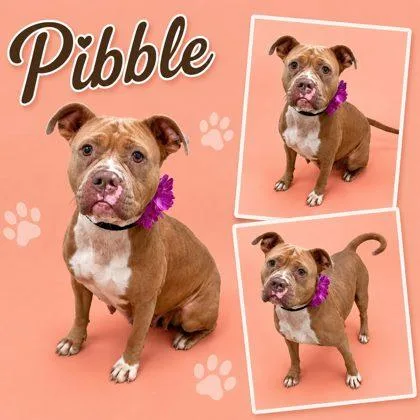 An adult medium-sized female Pit Bull Terrier dog named Pibble for adoption in Seagoville, TX