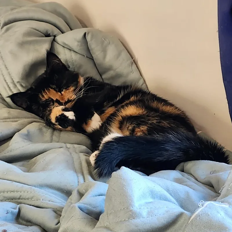 A young medium-sized female Tortoiseshell cat named FernBeautiful Tortoishelle Cat Looking for adoption in Kirkland, WA