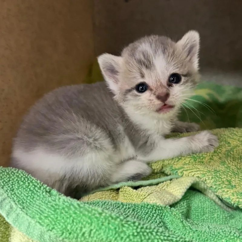 A baby small-sized female Gray / Blue / Silver Domestic Short Hair cat named Mita for adoption in Columbiana, AL