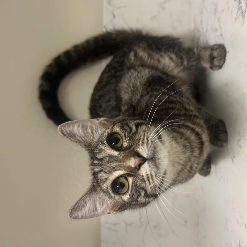 A baby medium-sized female Tabby (Brown / Chocolate) Domestic Short Hair cat named Jellybean for adoption in Davis, CA