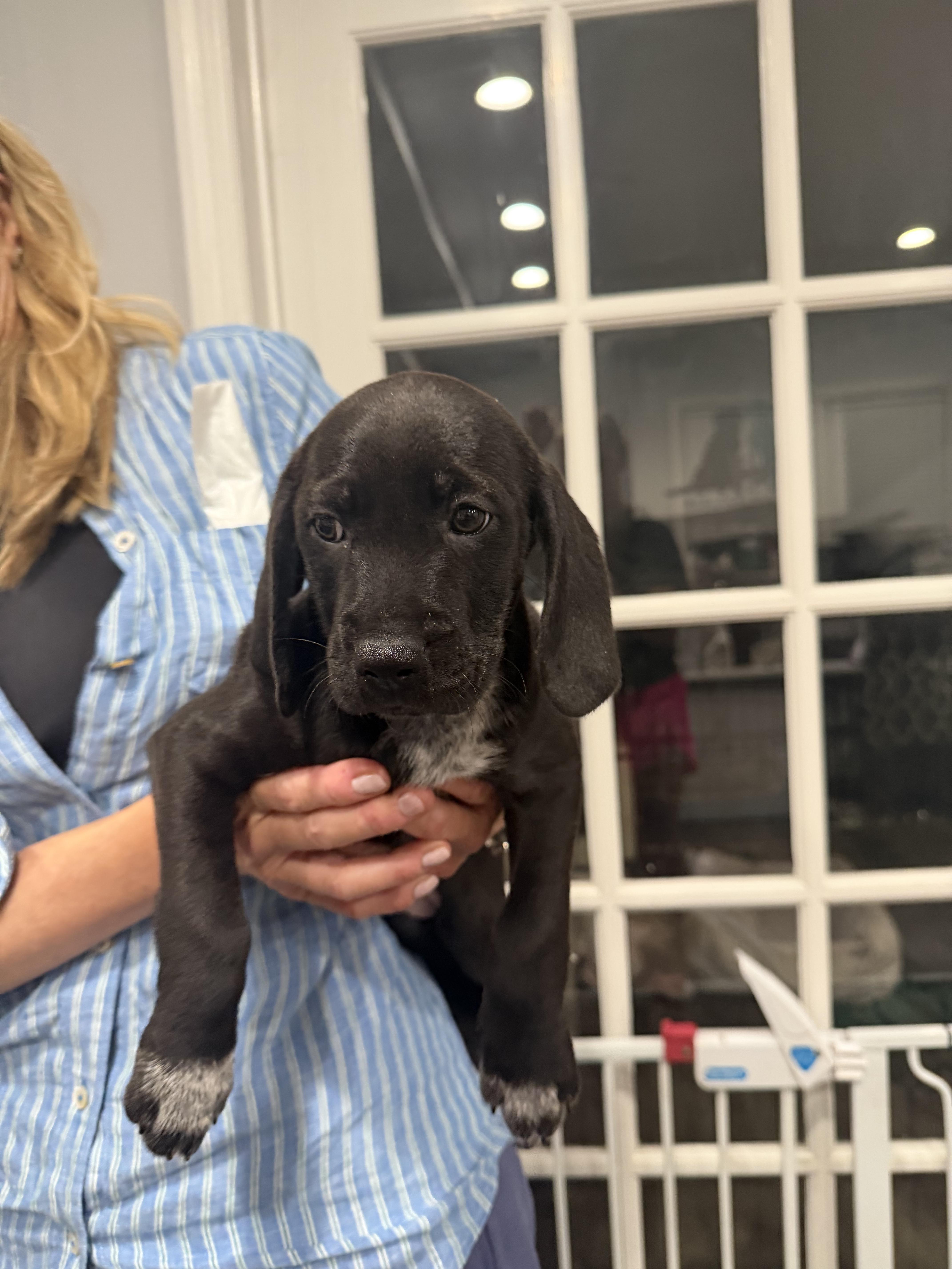 A baby medium-sized female German Wirehaired Pointer dog named Naomi for adoption in Mahwah, NJ