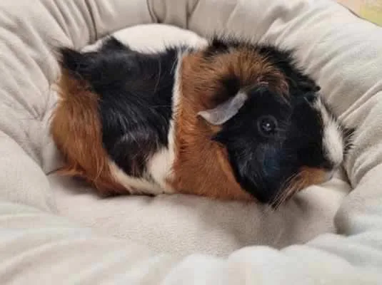 A young medium-sized female Domestic Short Hair cat named Coconut  Butterscotch  for adoption in Gettysburg, PA