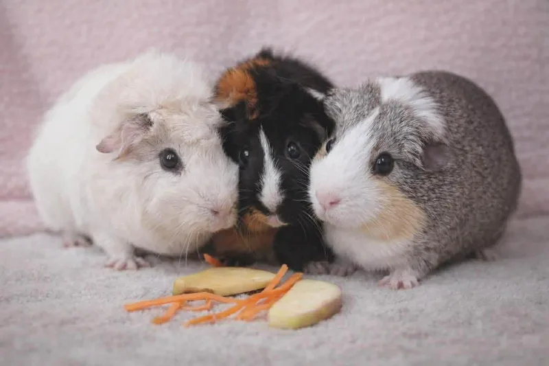 Coconut  Butterscotch  thumbnail 2