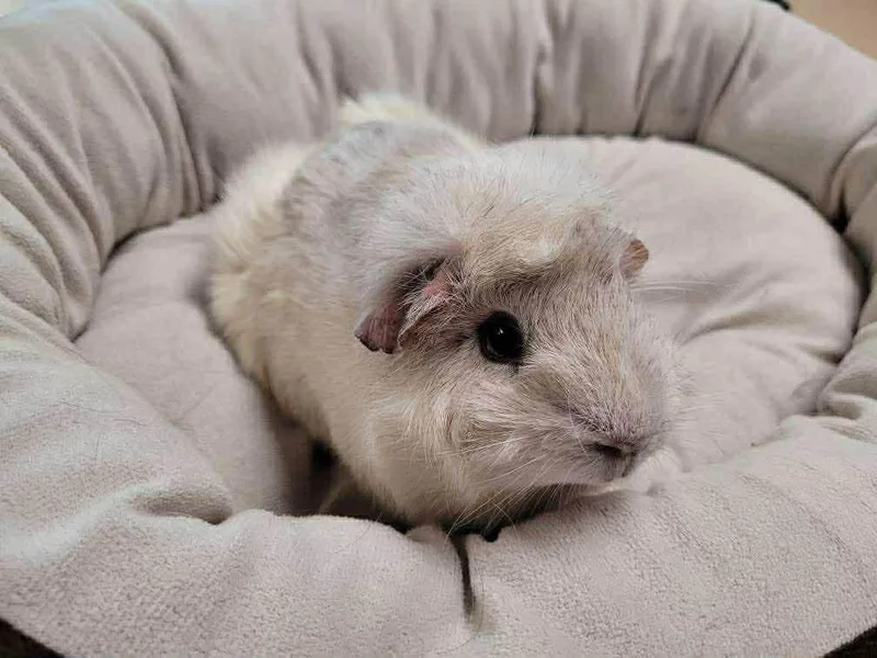 Coconut  Butterscotch  thumbnail 3