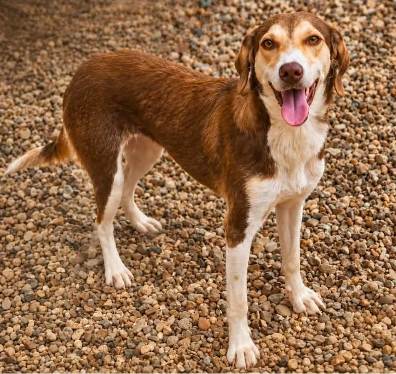 A young medium-sized female Hound dog named Leytine for adoption in El Dorado, AR