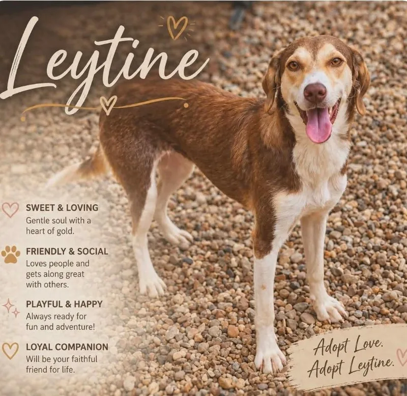 Leytine thumbnail 2