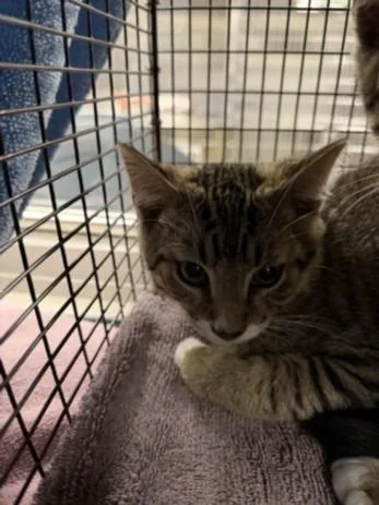 A baby small-sized male Domestic Short Hair cat named Alex for adoption in Van Nuys, CA