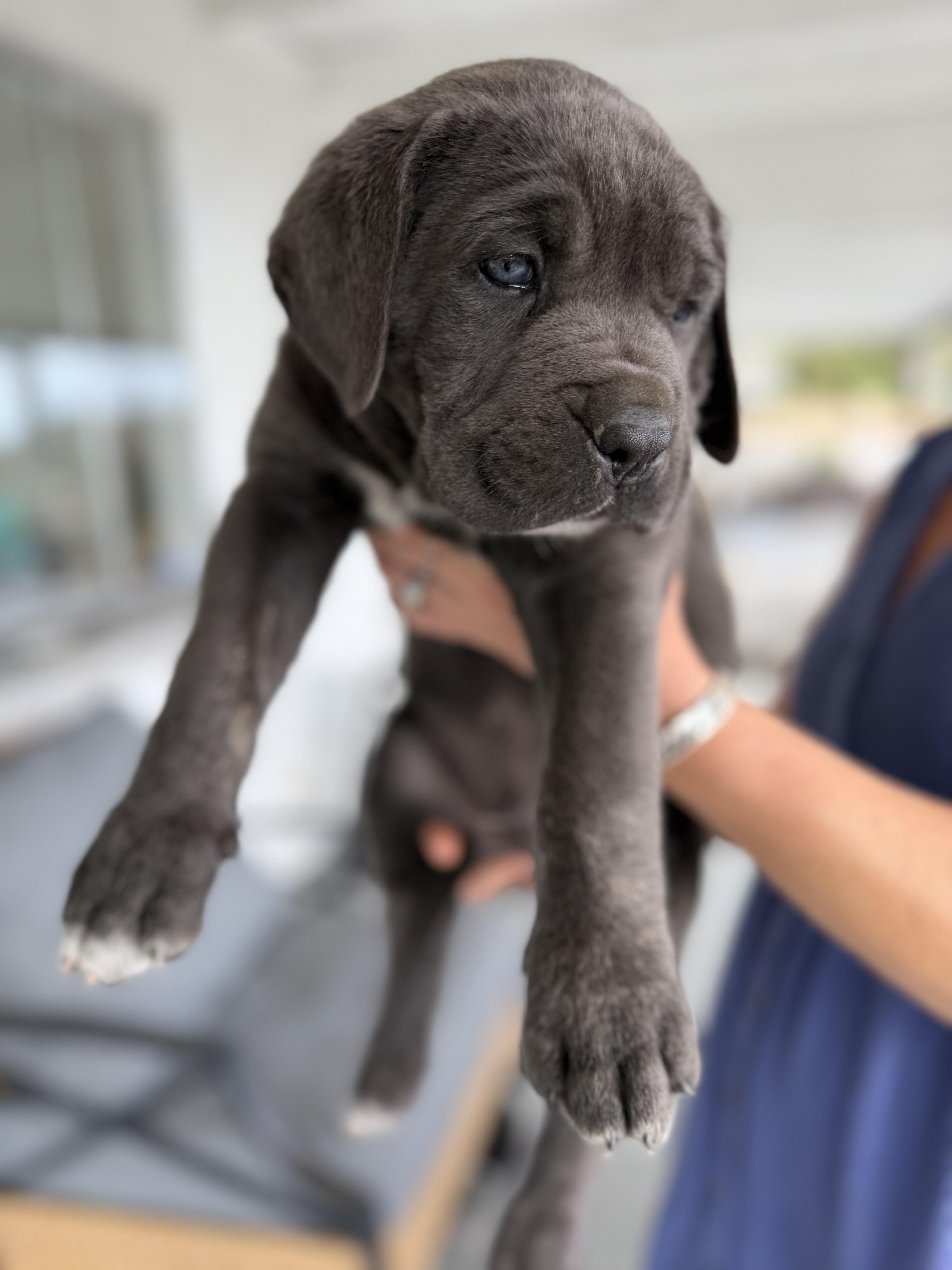Zeus