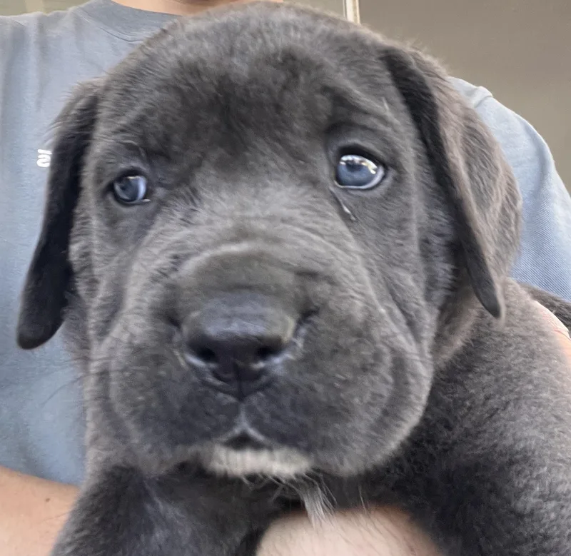 Zeus thumbnail 2