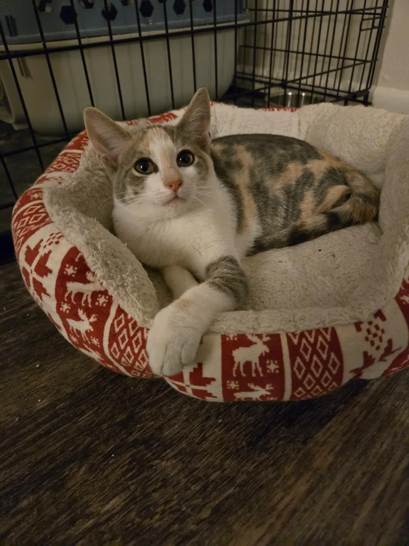 A young medium-sized female Dilute Calico cat named Athena for adoption in Rochester, NY
