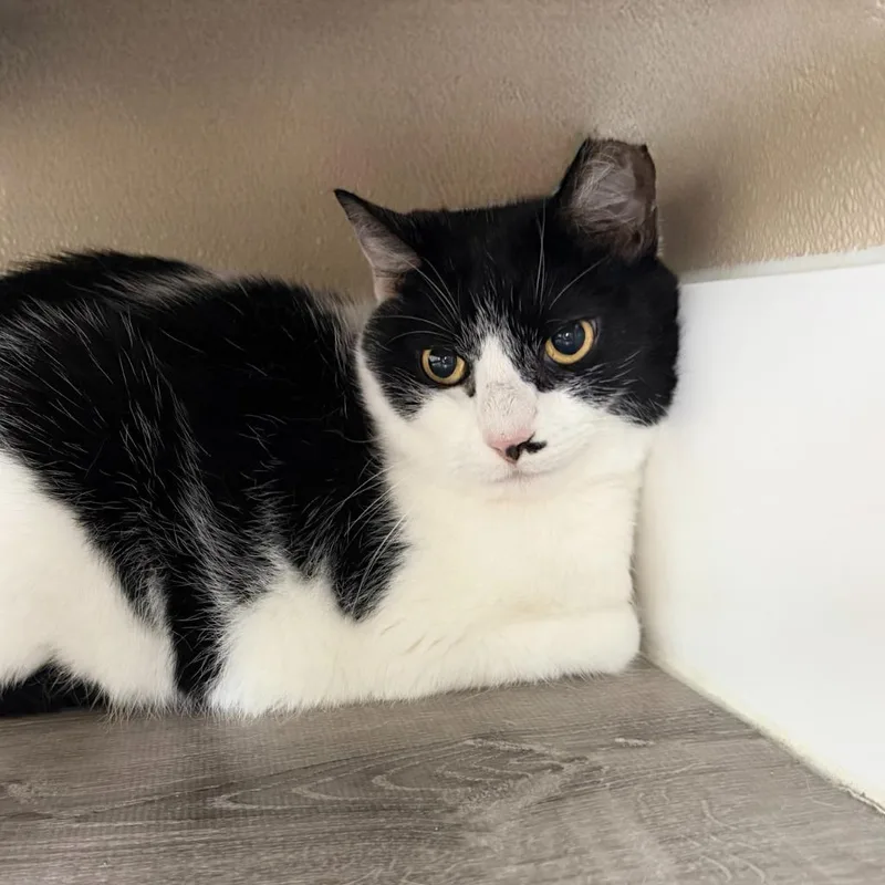 An adult small-sized female Domestic Short Hair cat named Scoots for adoption in State College, PA