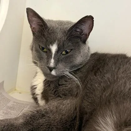 A young small-sized female Domestic Short Hair cat named Socks for adoption in Janesville, WI