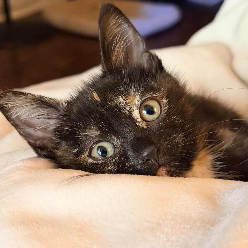 A baby small-sized female Black Domestic Short Hair cat named Anna Karenina for adoption in Washington, DC