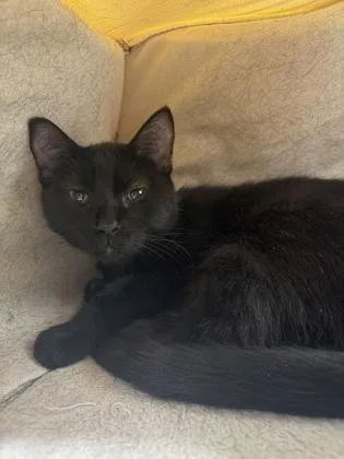 A baby medium-sized male Domestic Short Hair cat named Acrylic Paint for adoption in West Chester, PA