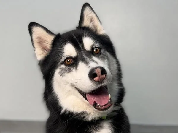 Milo