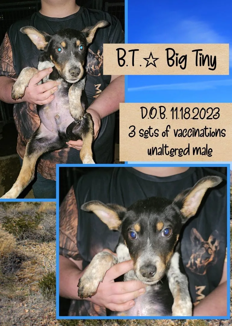 A baby medium-sized male Bicolor Labrador Retriever dog named B.t. Big Tiny for adoption in Kermit, TX