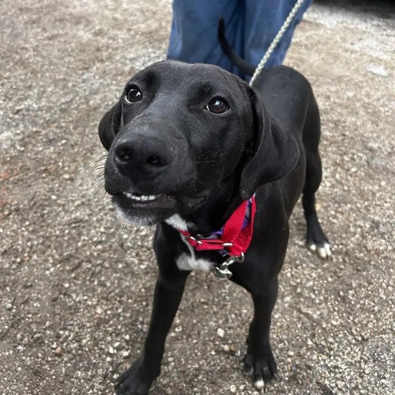 A young medium-sized male Black Labrador Retriever dog named Pickle Rick for adoption in Austin, TX
