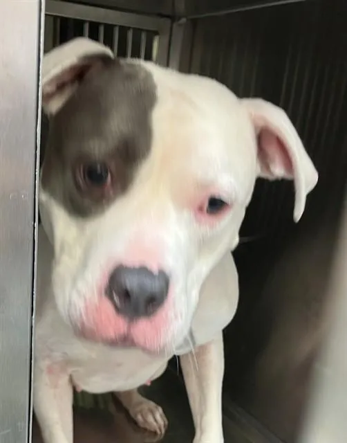 An adult medium-sized female Mixed Breed dog named Piastra Lirocca for adoption in Dallas, TX