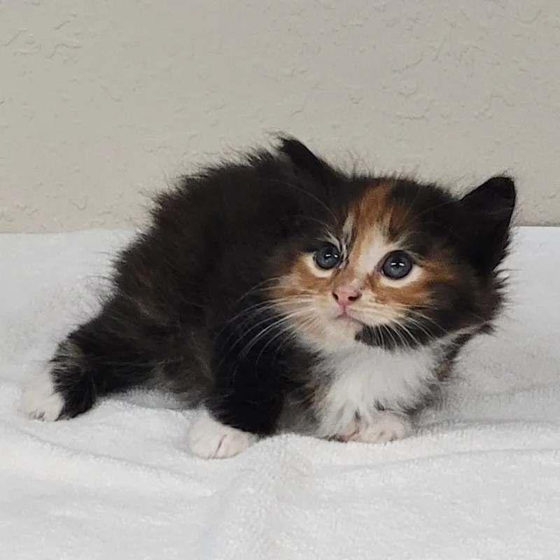 A baby small-sized female Calico Domestic Long Hair cat named Maeve for adoption in Willows, CA