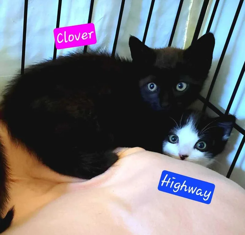 A young medium-sized female Domestic Short Hair cat named Zippy for adoption in Jessup, MD