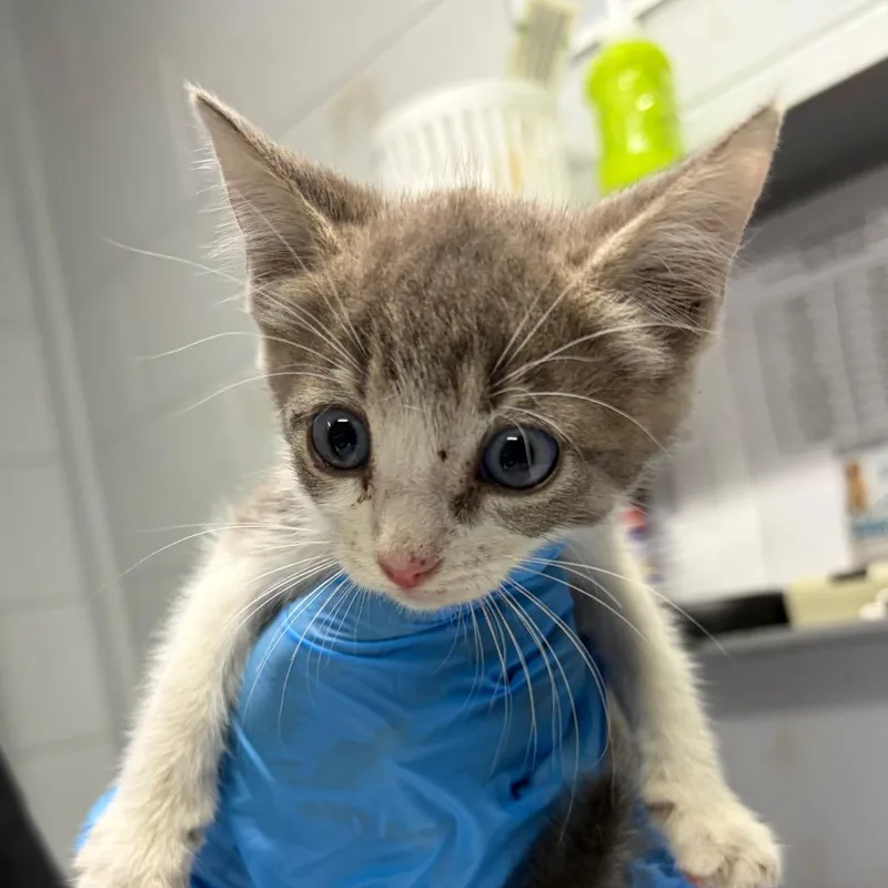 A baby small-sized female White Domestic Short Hair cat named Ruby @ Petco on for adoption in Summerville, SC